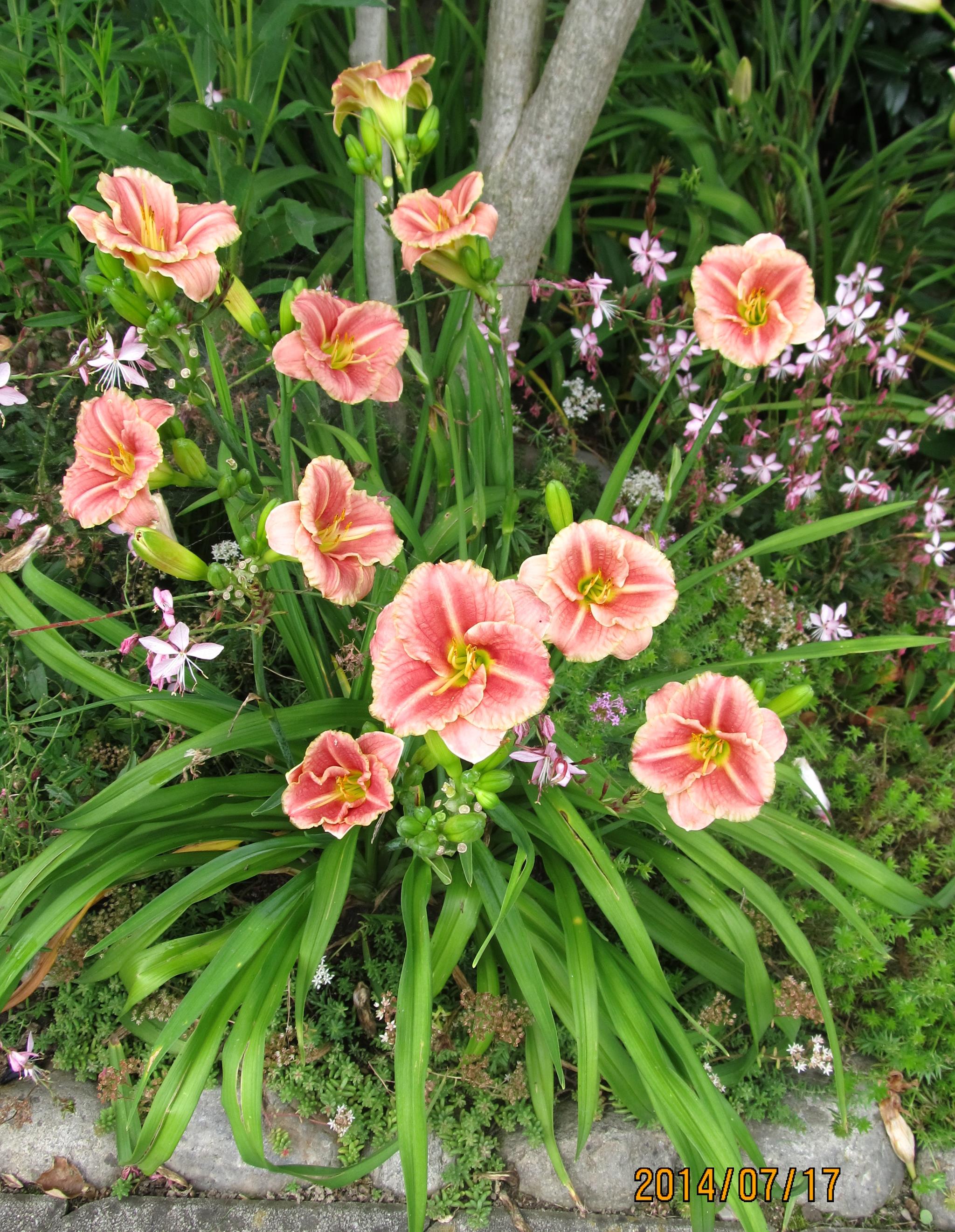 Hemerocallis 'Little Anna Rosa'